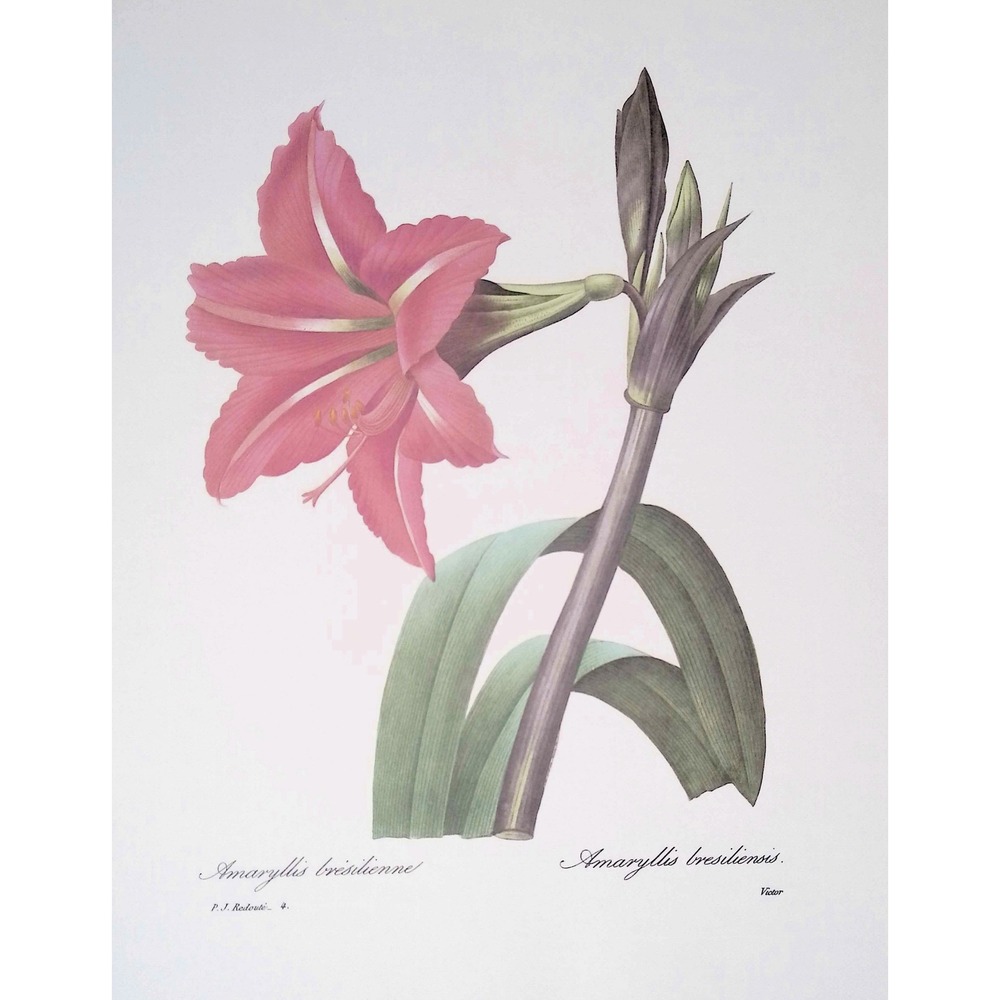 Amaryllis Bresiliensis Redoute Botanical Flower Print Pink Lily Vintage Wall Art